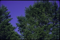Cones_19970731