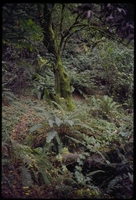 Dipsea_19970728