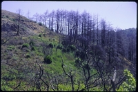 SkyTrailC_19970801