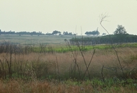 BigMedow_200308