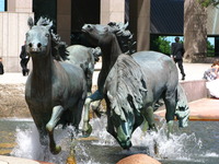 Mustangs