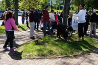DogsOfBeacon