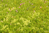 DSC03141
