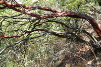 DSC03715