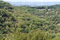 DSC03737